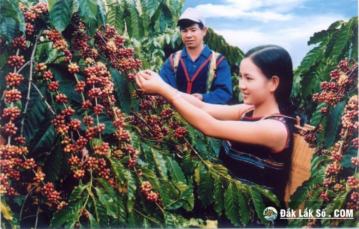 caphe buon ma thuot