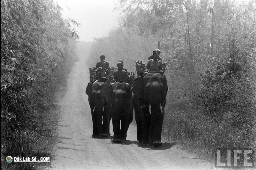 ngam dan voi hoanh trang o buon ma thuot nam 1957 Hinh 2