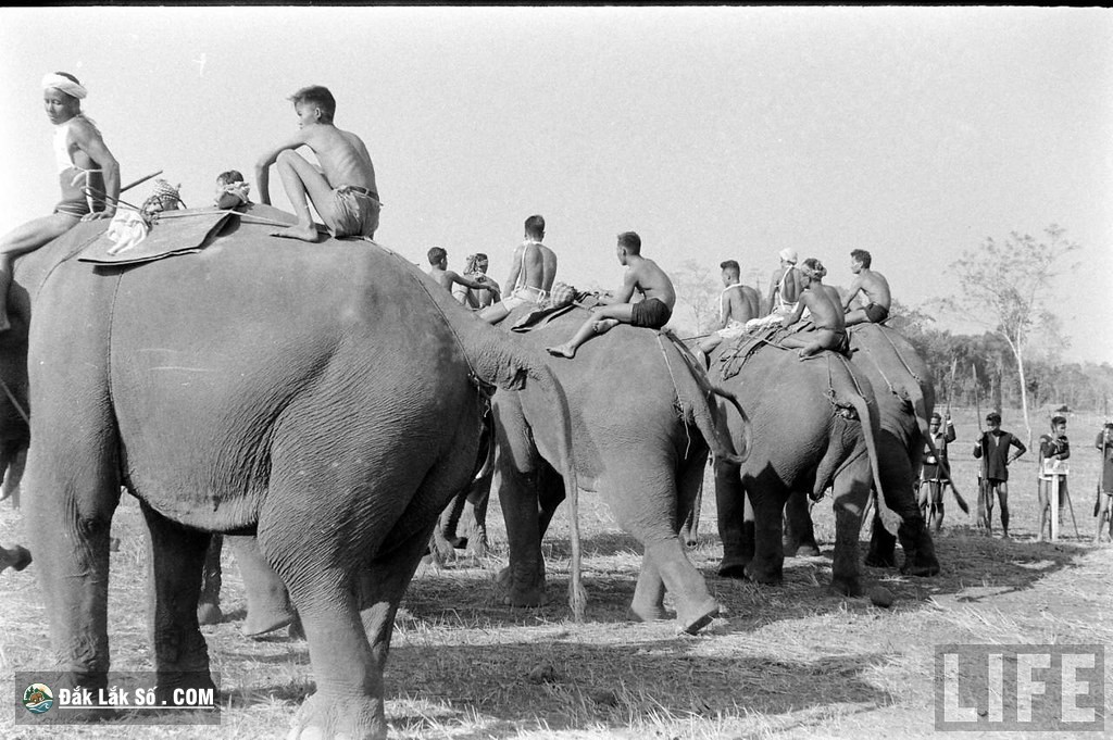 ngam dan voi hoanh trang o buon ma thuot nam 1957 Hinh 3