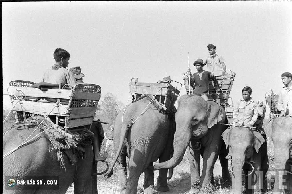 ngam dan voi hoanh trang o buon ma thuot nam 1957 Hinh 4