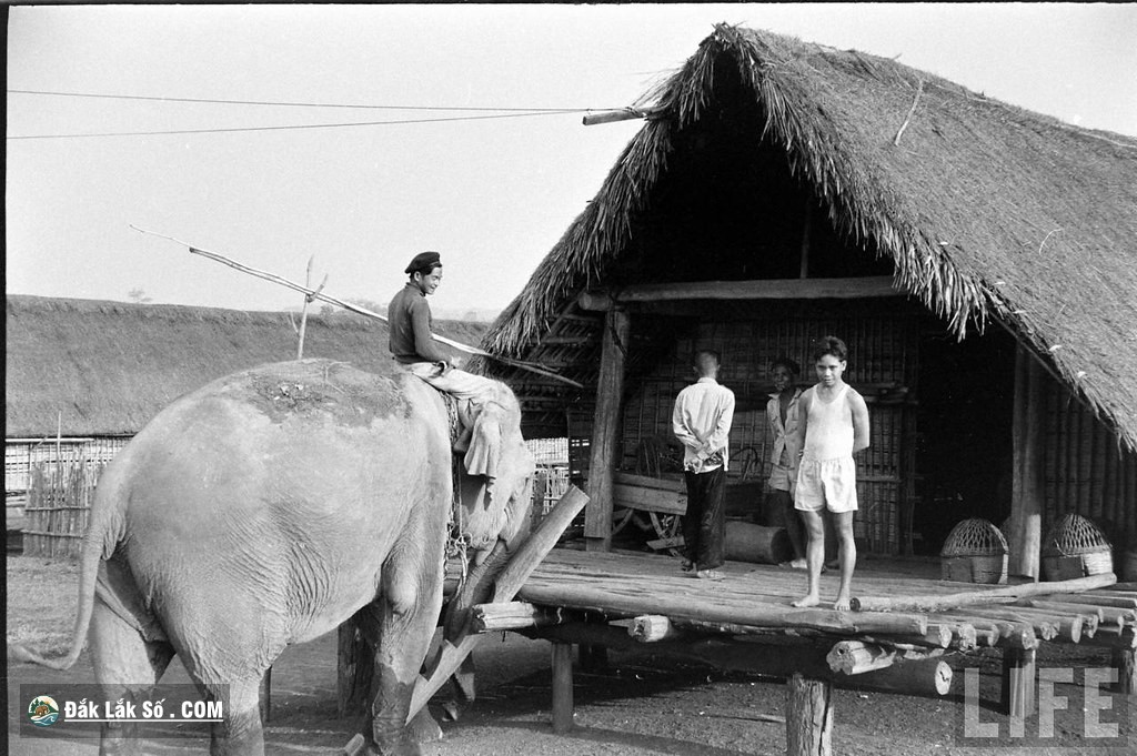 ngam dan voi hoanh trang o buon ma thuot nam 1957 Hinh 5