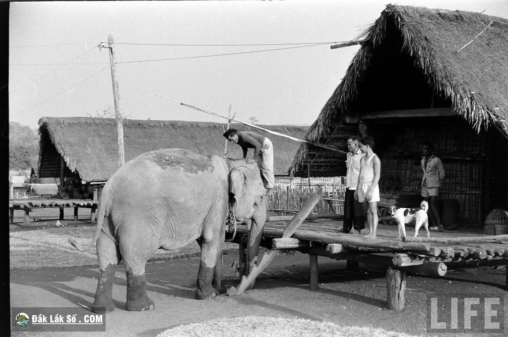 ngam dan voi hoanh trang o buon ma thuot nam 1957 Hinh 6