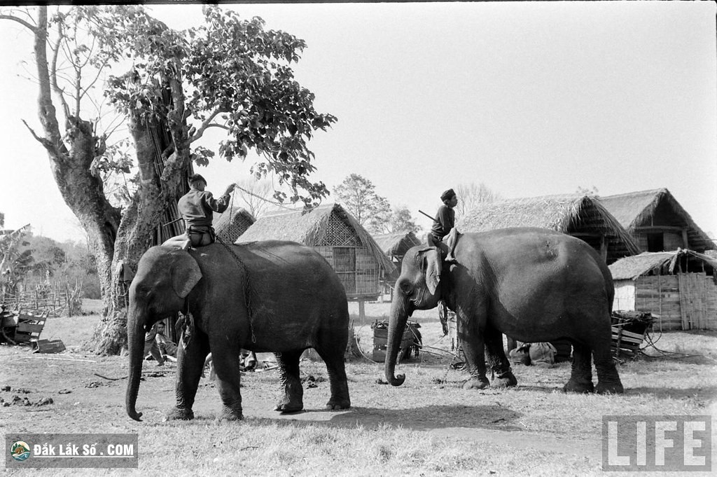 ngam dan voi hoanh trang o buon ma thuot nam 1957 Hinh 7