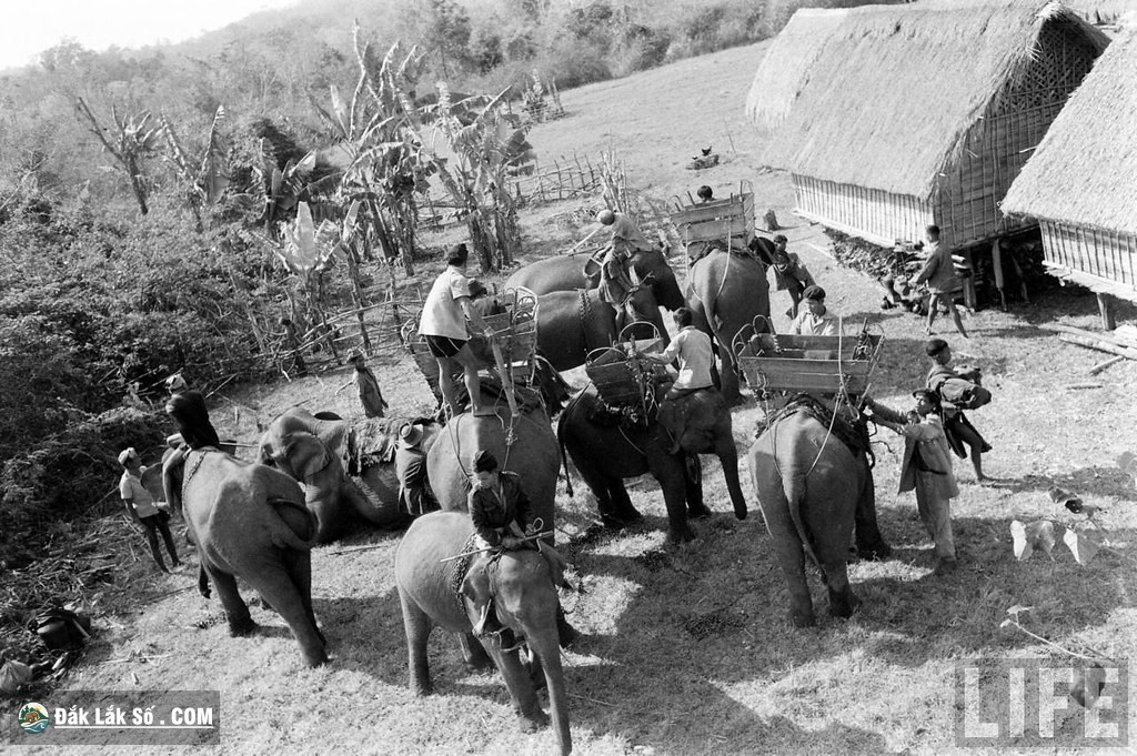 ngam dan voi hoanh trang o buon ma thuot nam 1957 Hinh 8