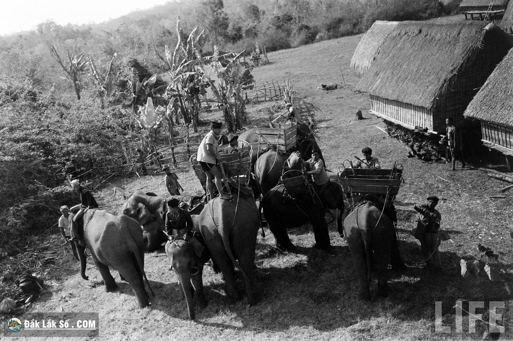 ngam dan voi hoanh trang o buon ma thuot nam 1957 Hinh 9
