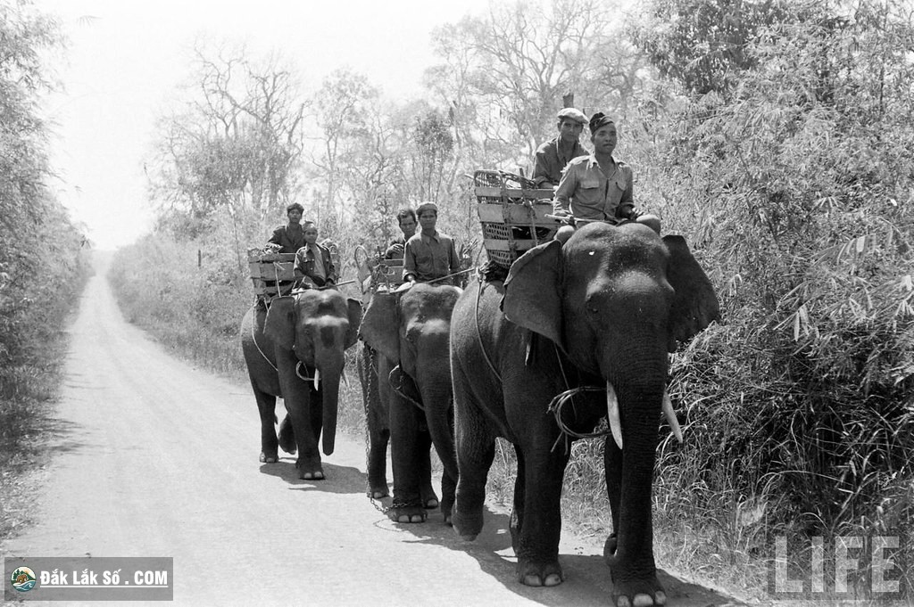 Các thớt voi kéo về thị xã Buôn Ma Thuột năm 1957. Ảnh: John Dominis/Life.